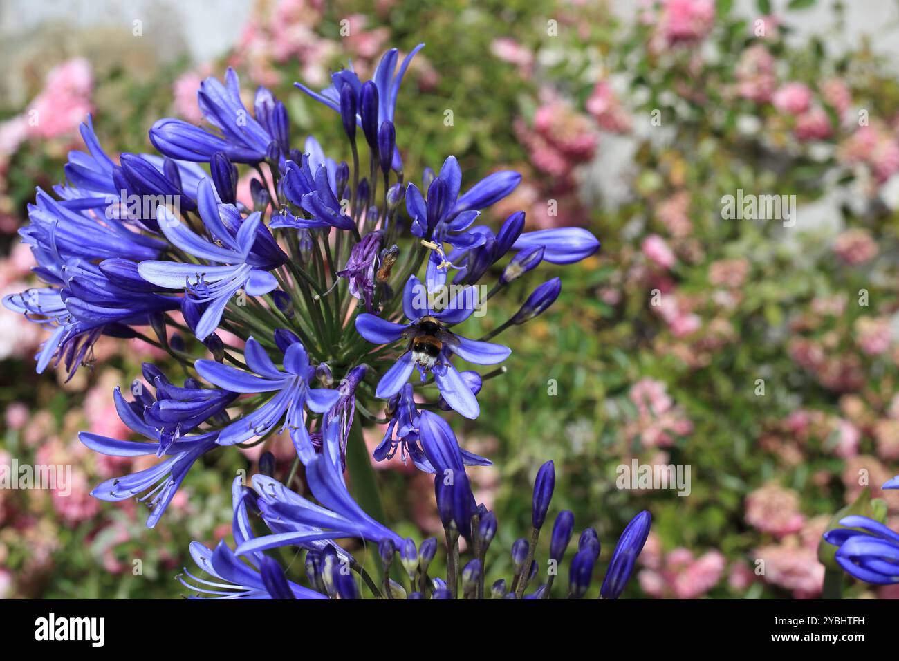 Hummel auf violetter Agapanthusblüte, Roseries, Le Palais, Belle Ile en Mer, Bretagne, Frankreich Stockfoto