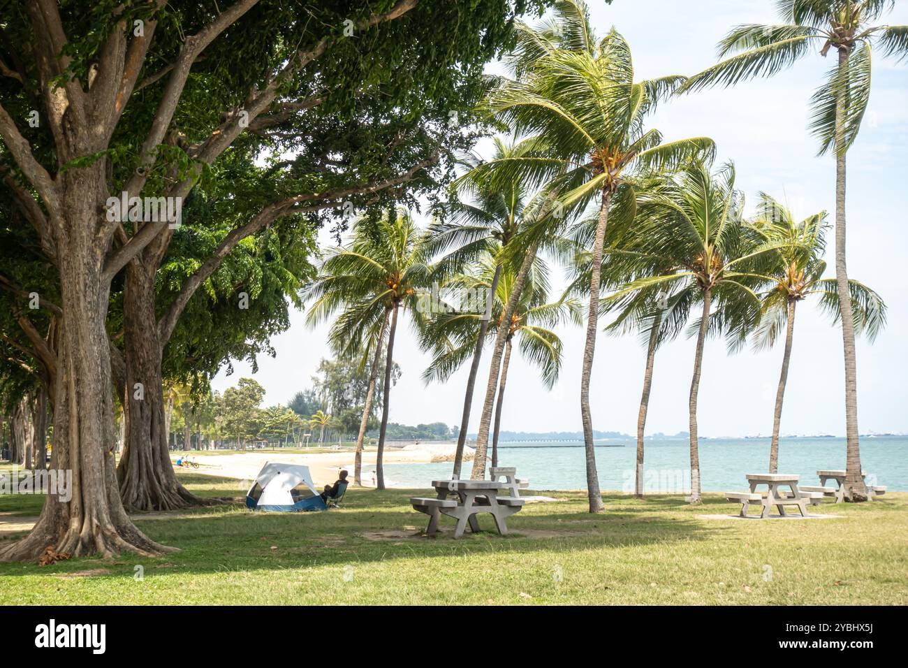 East Coast Park, Singapur, Asien. Leute, die ein Picknick machen. Parkia timoriana , Baumbohne, Stockfoto