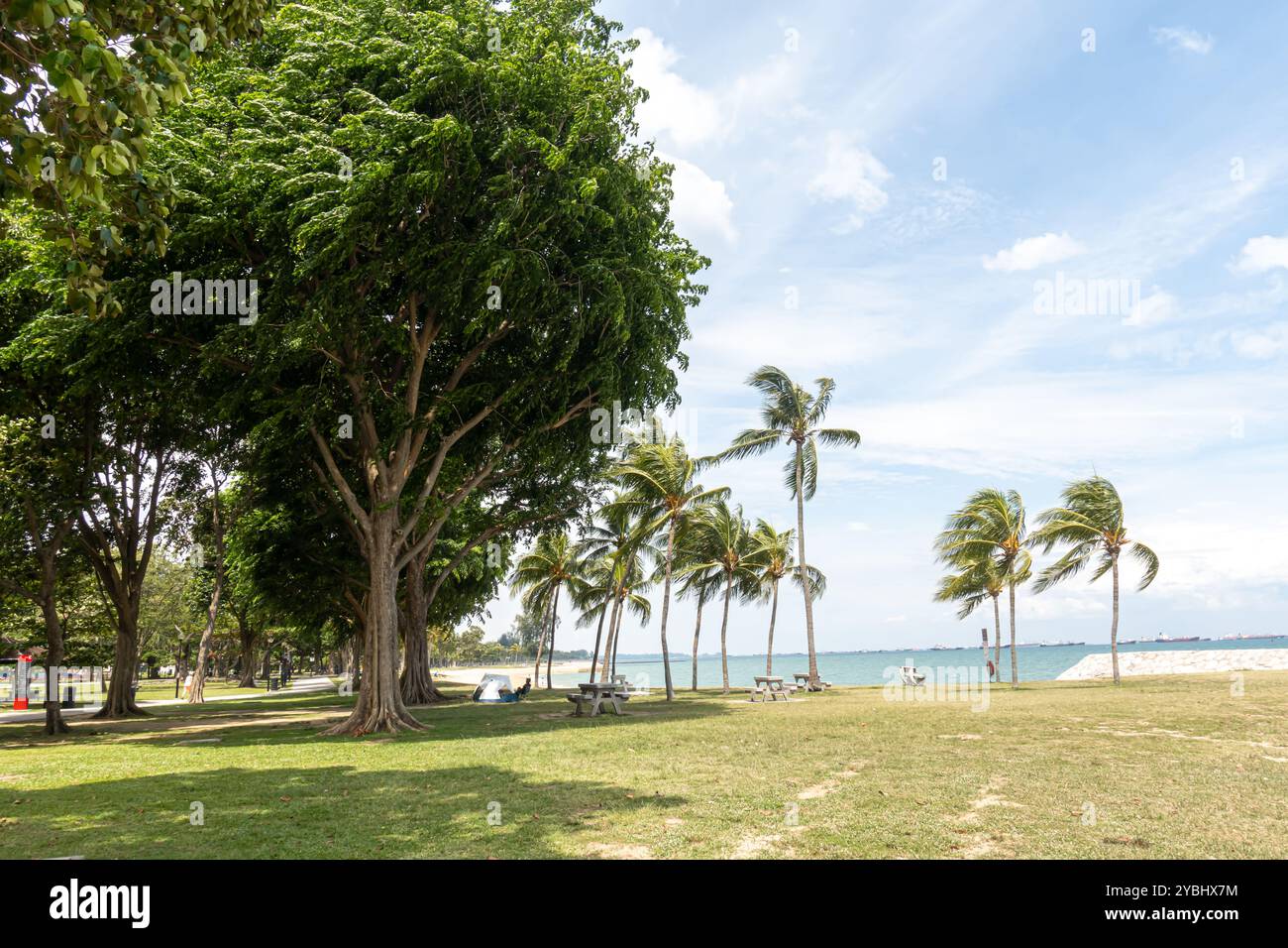 Parkia timoriana, Baumbohne, East Coast Park, Singapur, Asien Stockfoto