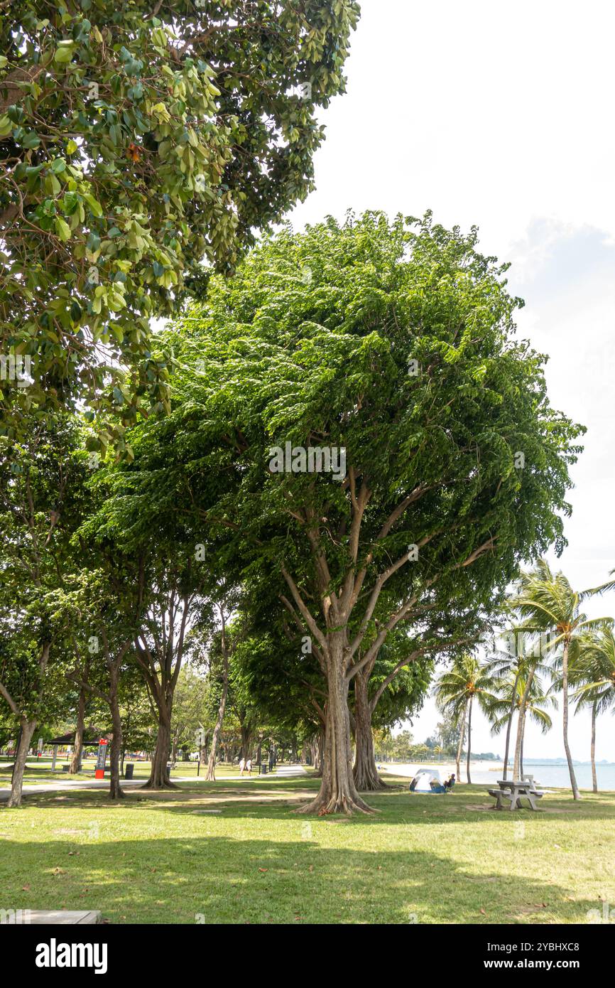 Parkia timoriana, Baumbohne, East Coast Park, Singapur, Asien Stockfoto