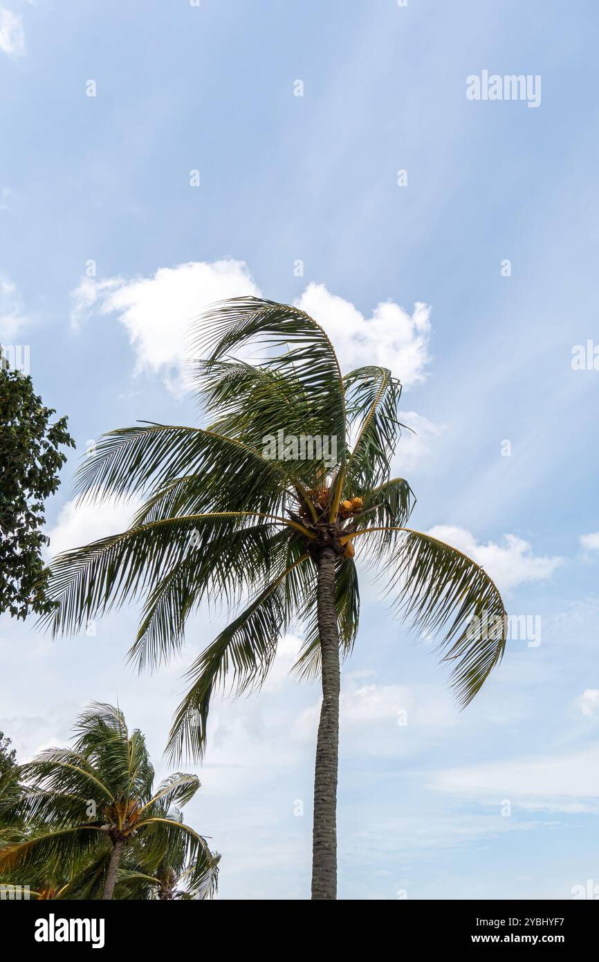 Die Kokospalme (Cocos nucifera) im East Coast Park, Singapur, Asien Stockfoto
