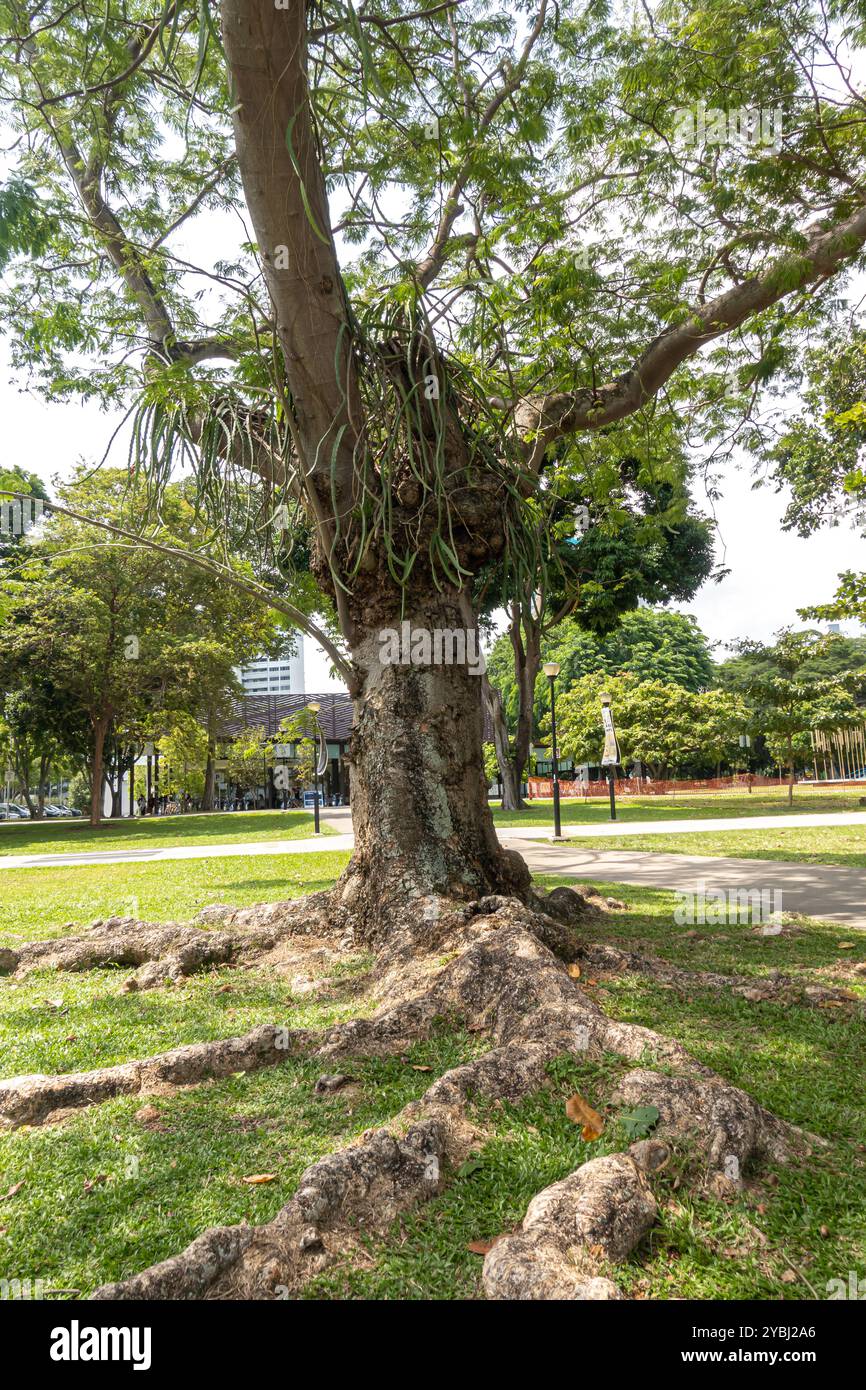 Die Wurzeln eines Baumes wachsen über der Erde, exponierte Wurzeln, East Coast Park, Singapur, Asien Stockfoto