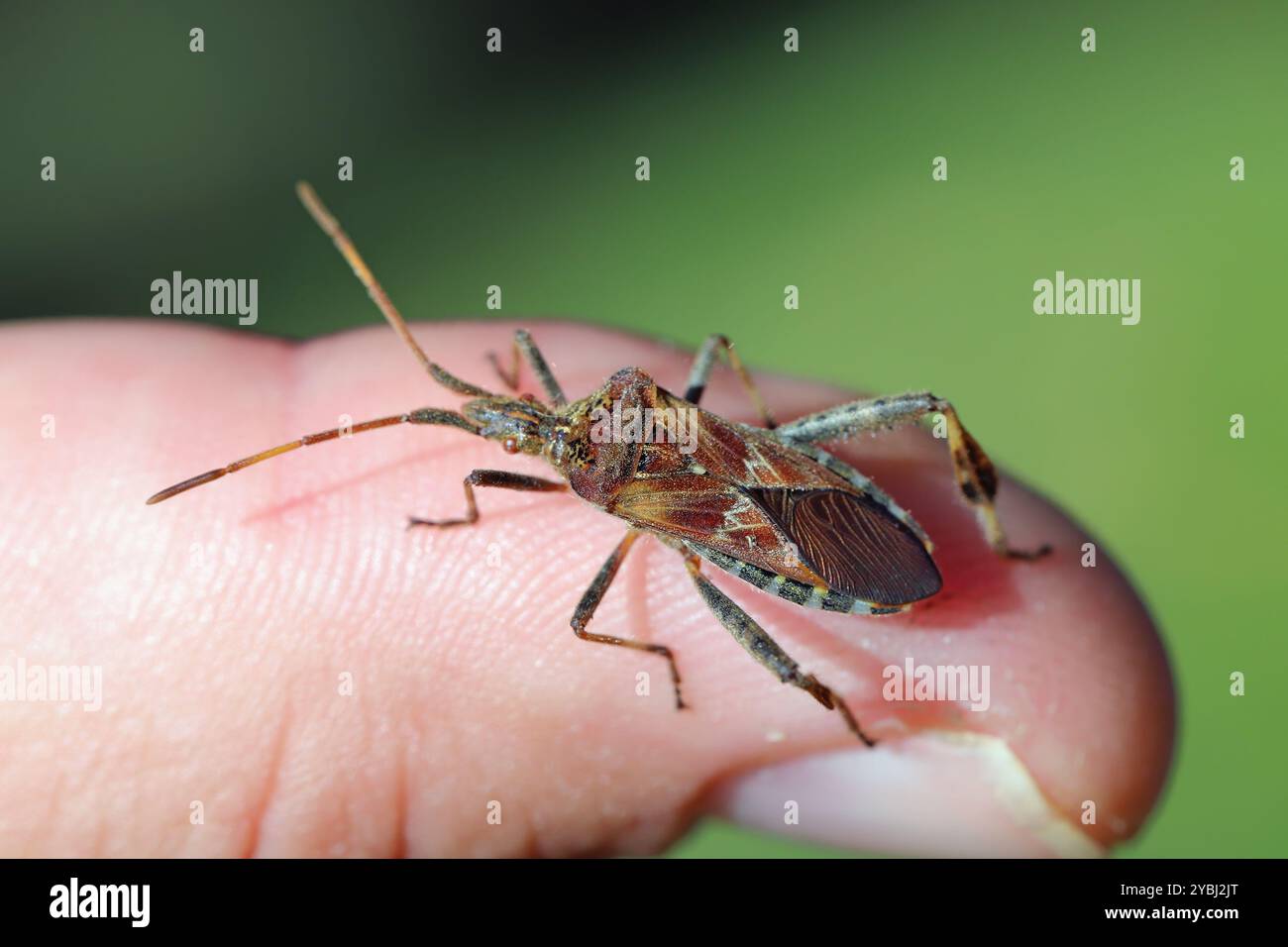Adulte westliche Nadelbaumkäfer, Leptoglossus occidentalis. Eine Insektenart, die Europa fremd ist. Insekten am Finger. Stockfoto