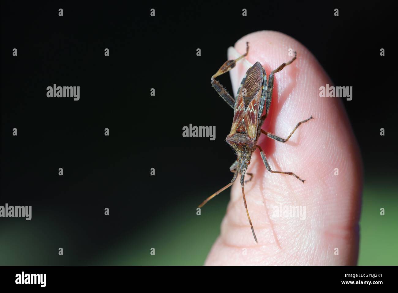 Adulte westliche Nadelbaumkäfer, Leptoglossus occidentalis. Eine Insektenart, die Europa fremd ist. Insekten am Finger. Stockfoto