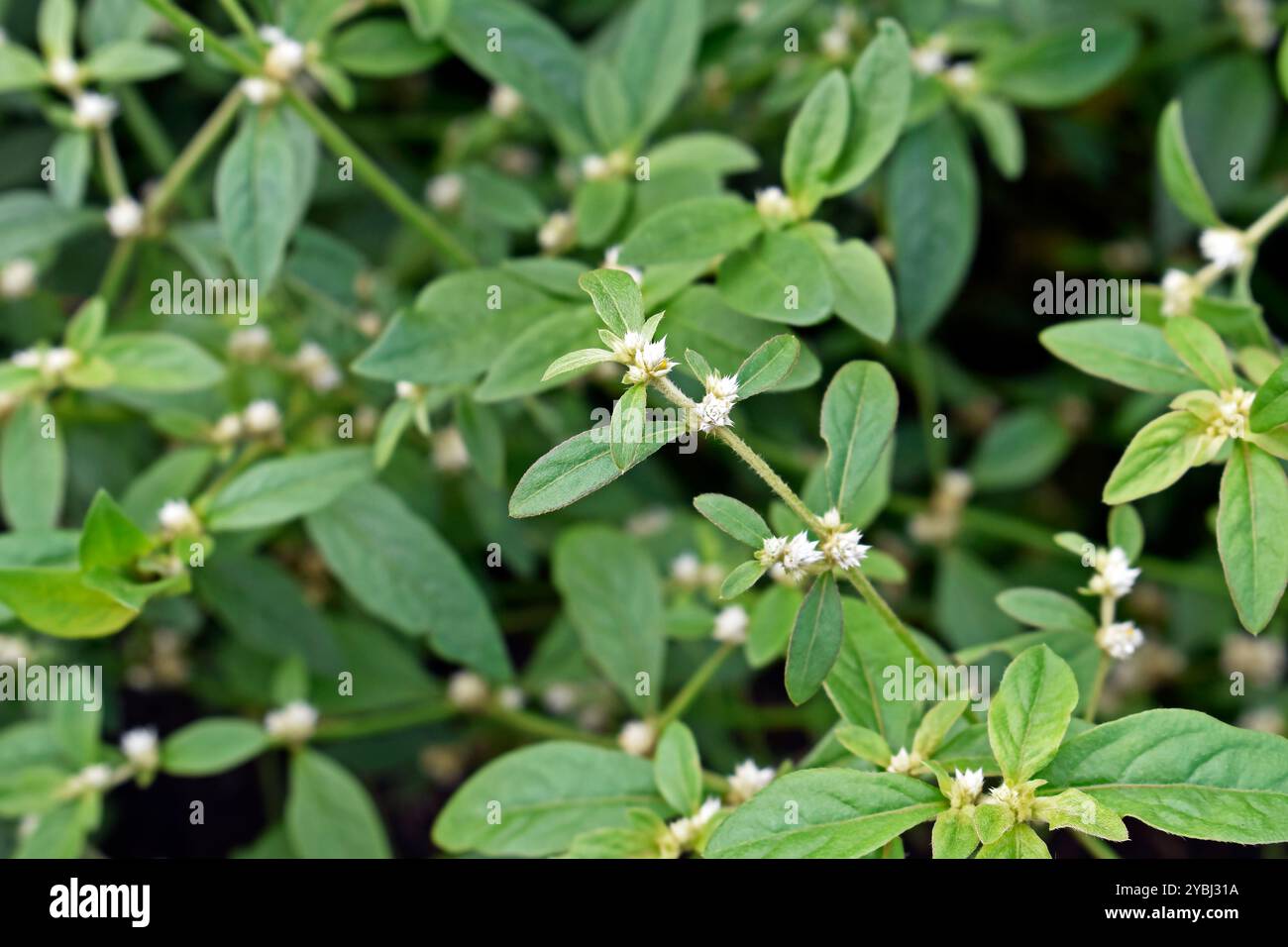 Brasilianische Spinatpflanze (Alternanthera sessilis) in Ribeirao Preto, Sao Paulo, Brasilien Stockfoto