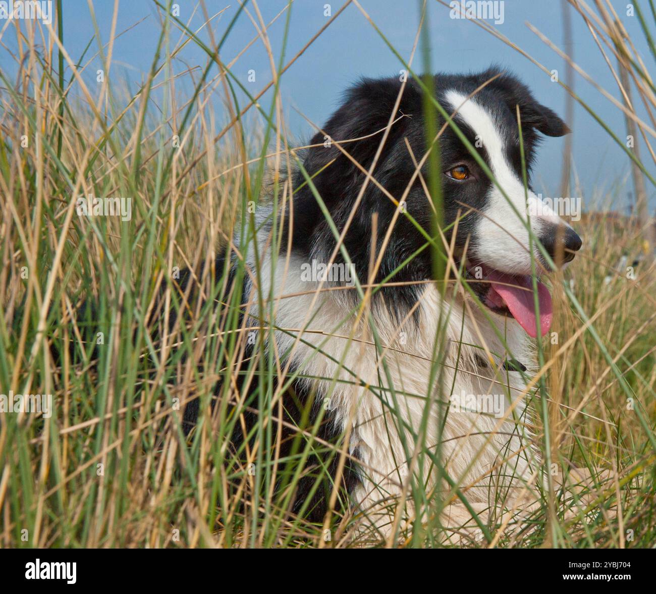 SONY DSC Head Shot Profil eines Border Collie, der an einem sonnigen Tag in langem Gras am Strand liegt. Stockfoto