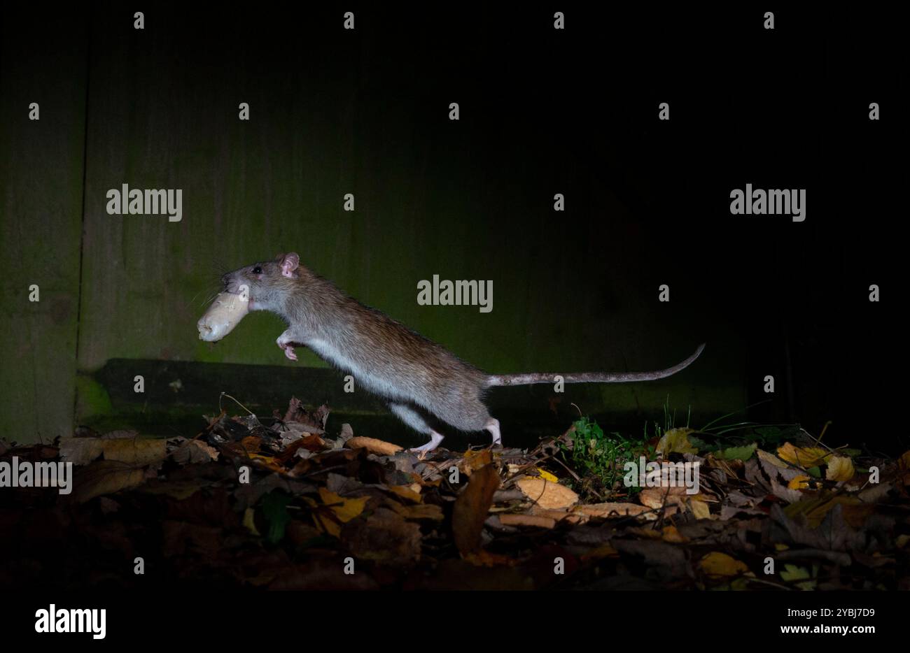 Braune Ratte in der Nacht im Herbst, Blätter, die mit einer halben Wurst im Mund davonlaufen Stockfoto