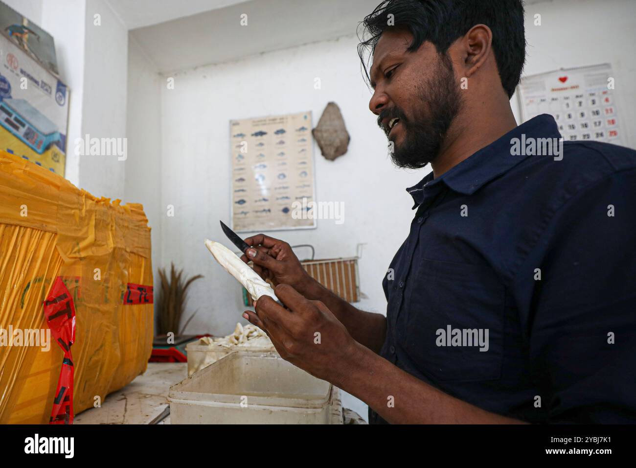 Fischblasen werden für den Verkauf vorbereitet. Stockfoto