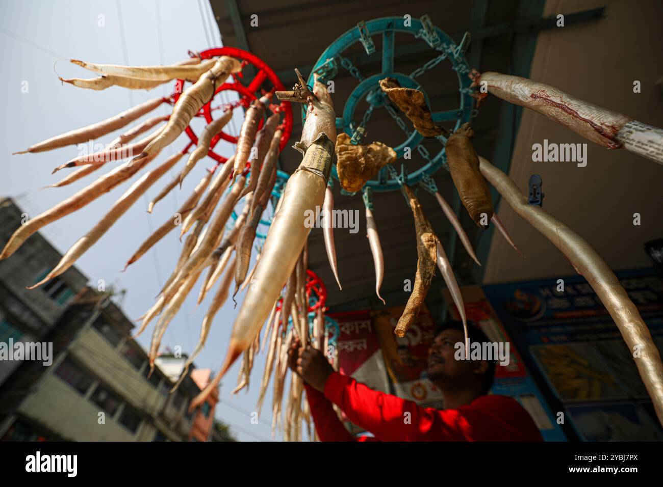 Fischblasen werden für den Verkauf vorbereitet. Stockfoto