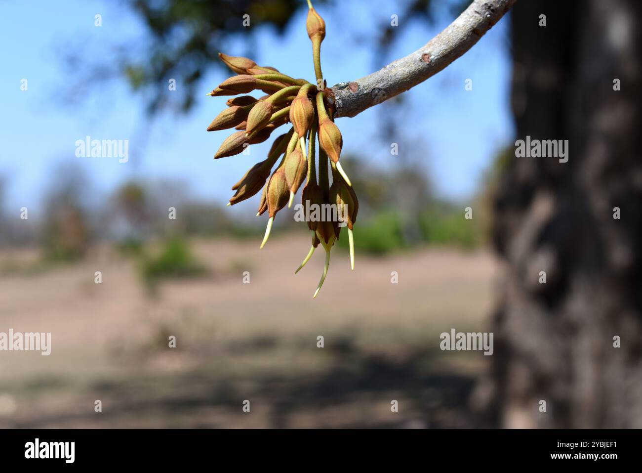 Mahua Blume - Madhuca longifolia, Tierwelt bhopal, Indien Stockfoto