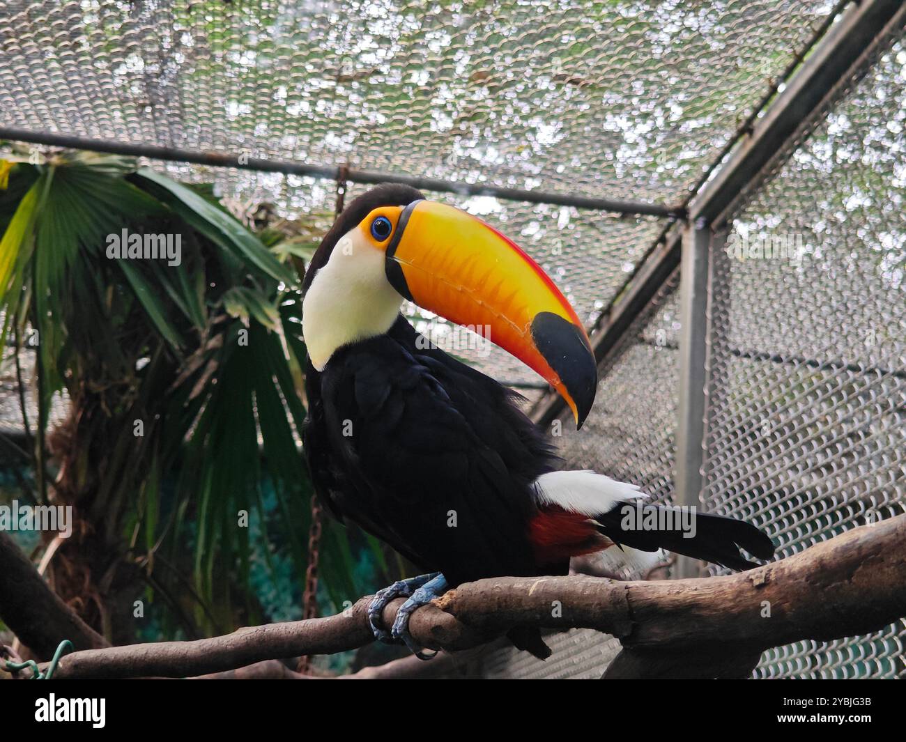 Ein großer Tukan mit gelbem Schnabel, der auf dem Zweig im Zoo steht Stockfoto
