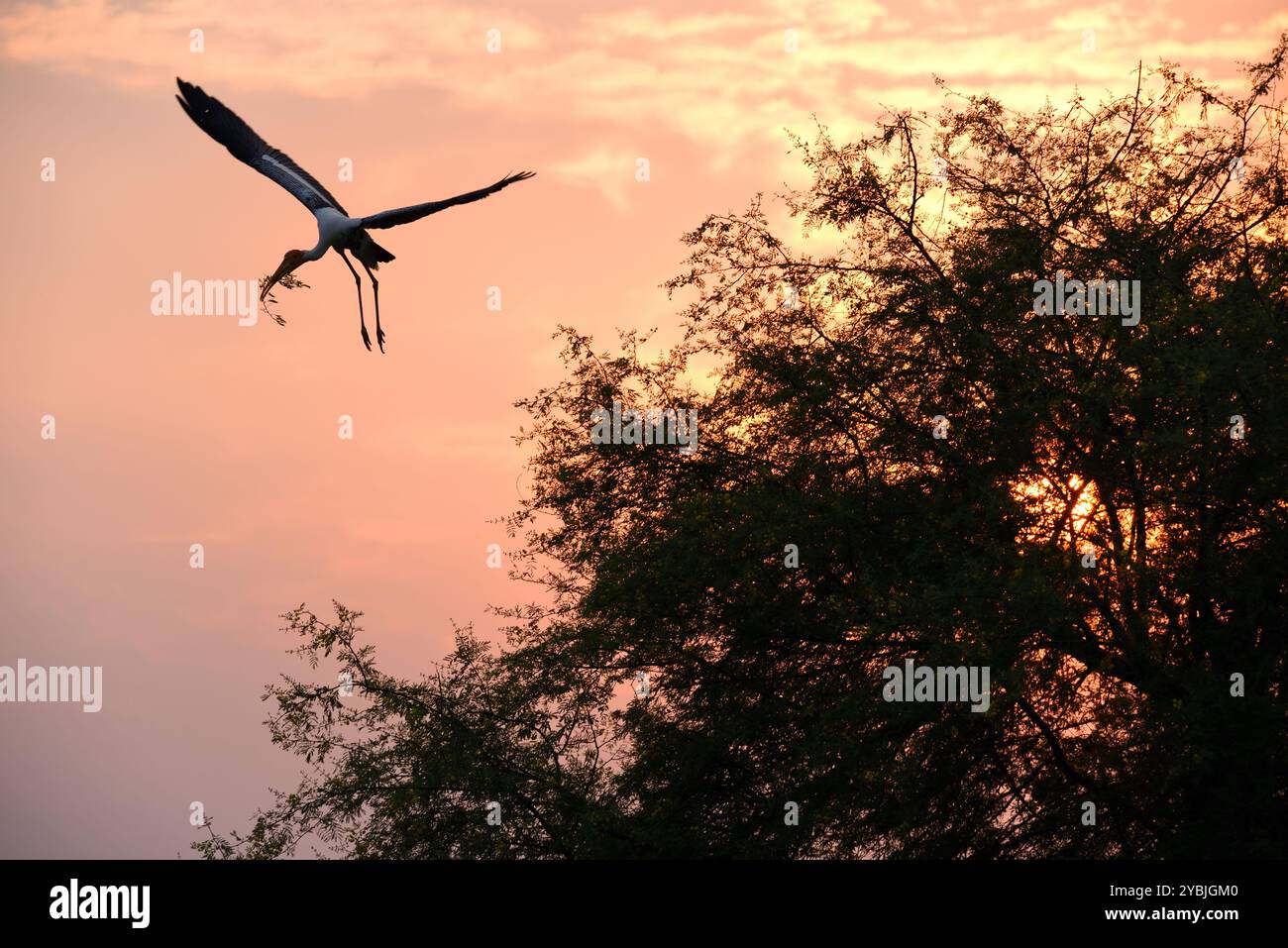 Gemalte Störche (Mycteria lecucophala) im Flug, Wildtiere bhopal, Indien Stockfoto