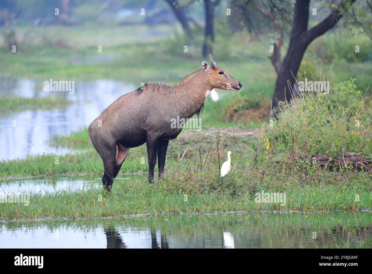 Nilgai Rastplatz, Keoladeo Nationalpark, Wildtiere bhopal Indien Stockfoto