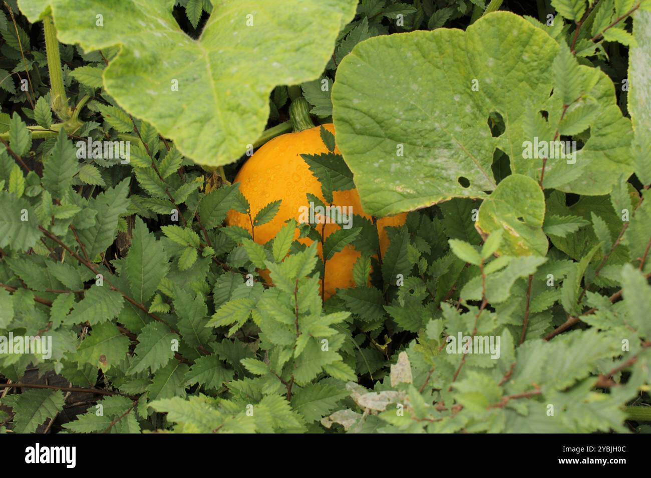 Ein Kürbis unter Blättern, die ihn teilweise bedecken. Die orangefarbene Oberfläche der Frucht bildet einen Kontrast zu den grünen Blättern, wodurch eine natürliche, gemütliche Szene entsteht, in der der Kürbis aussieht, als wäre er im Gras versteckt. Stockfoto