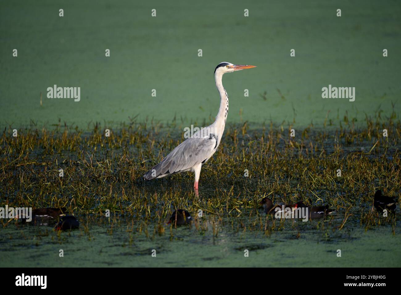 Graureiher, langbeiniger Watvogel, Wildlife bhopal India Stockfoto