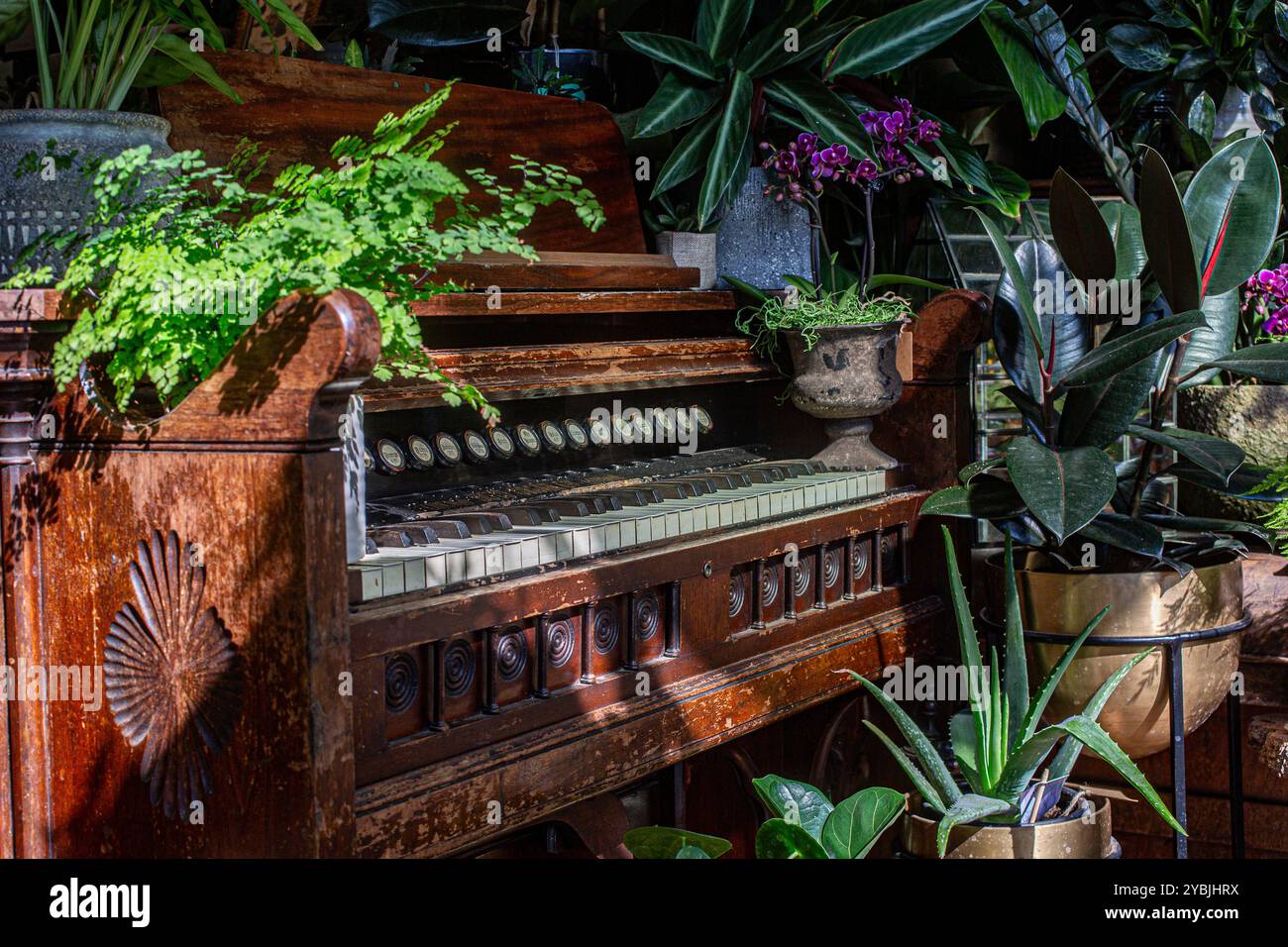 Alte Vintage-Orgel mit verschiedenen grünen Hauspflanzen Stockfoto
