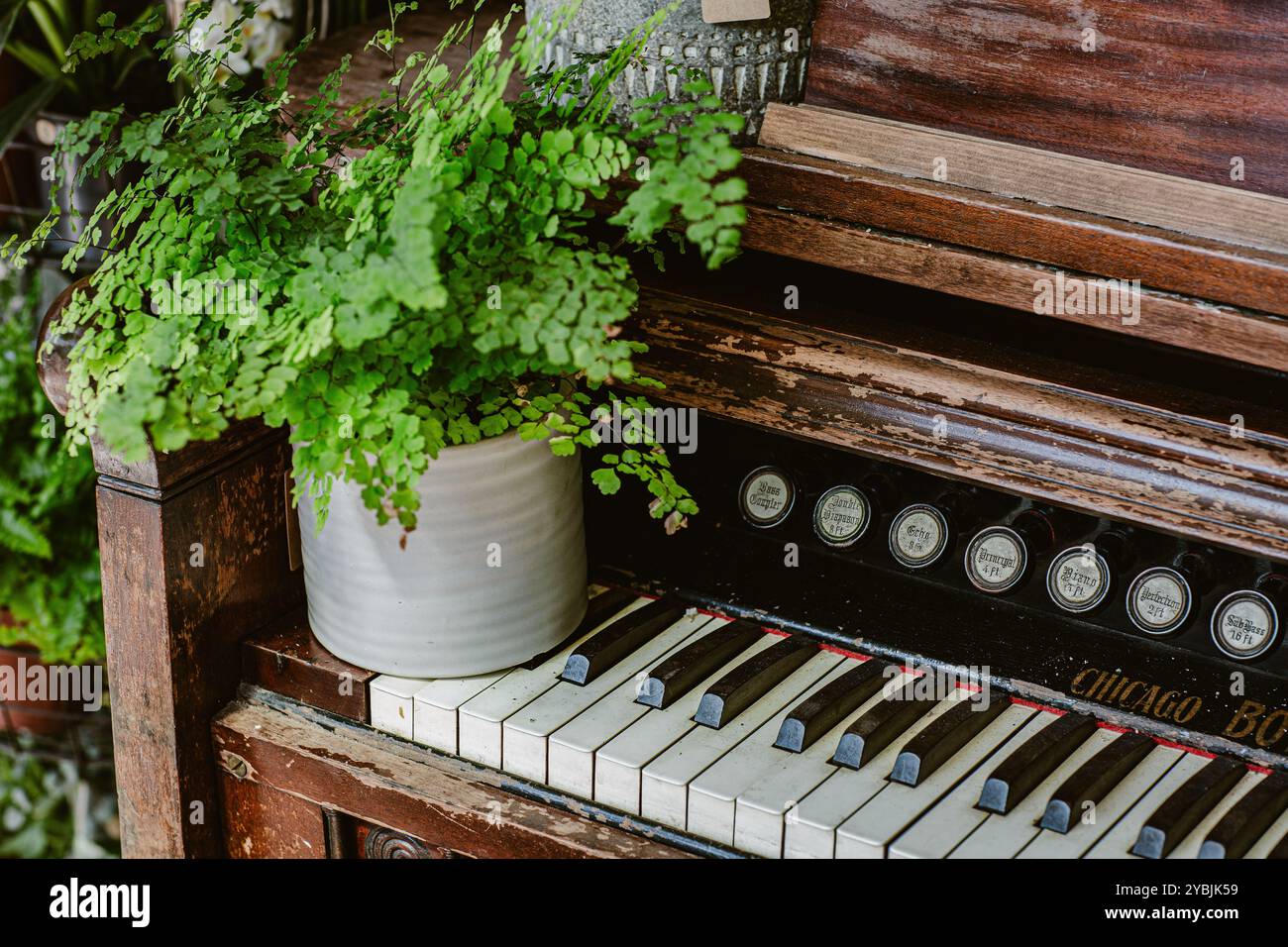 Alte Vintage-Orgel mit verschiedenen grünen Hauspflanzen Stockfoto