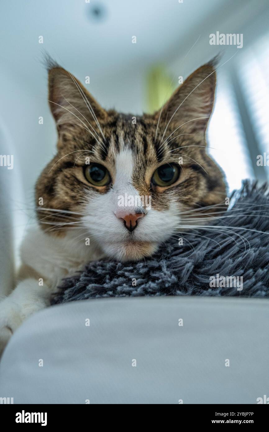Tabby und die weiße Katze namens Coco sehen auf die Kamera, während sie auf dem Bett liegt, mit weichem Hintergrund. Stockfoto