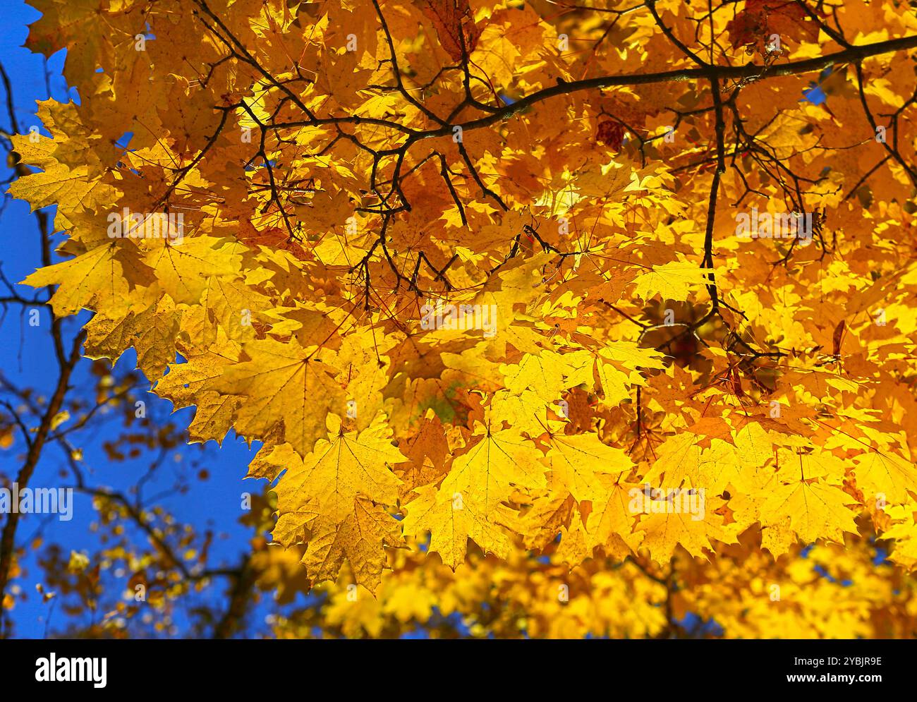 Zweig mit goldenem Laub aus Herbstahorn auf blauem Himmel Stockfoto