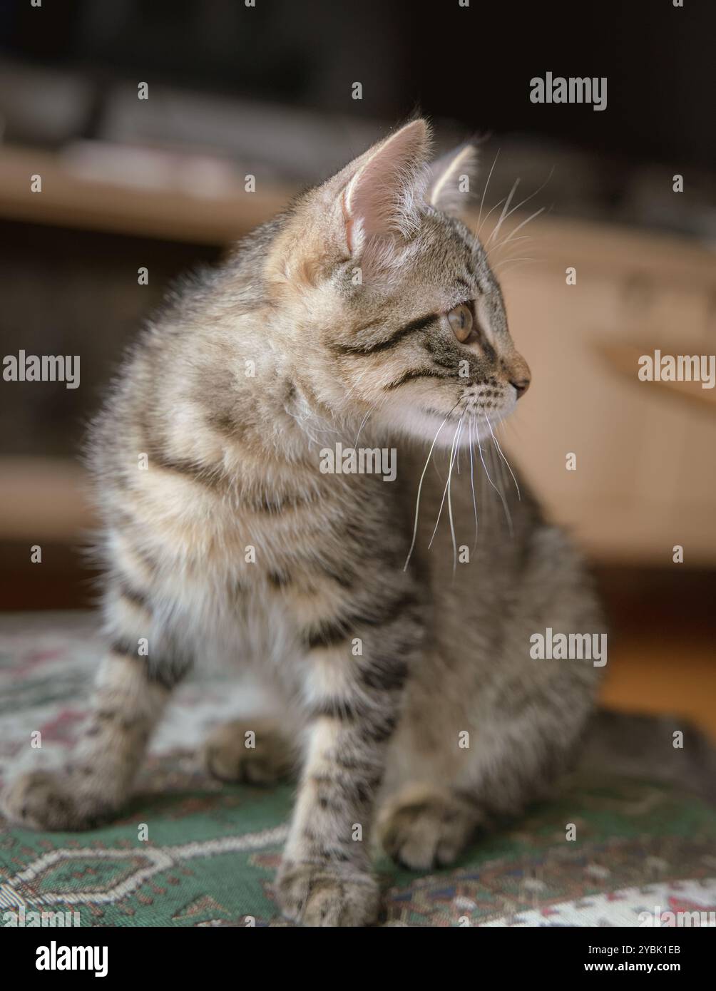 Ein junges Tabby-Kätzchen sitzt drinnen und blickt aufmerksam seitwärts Stockfoto