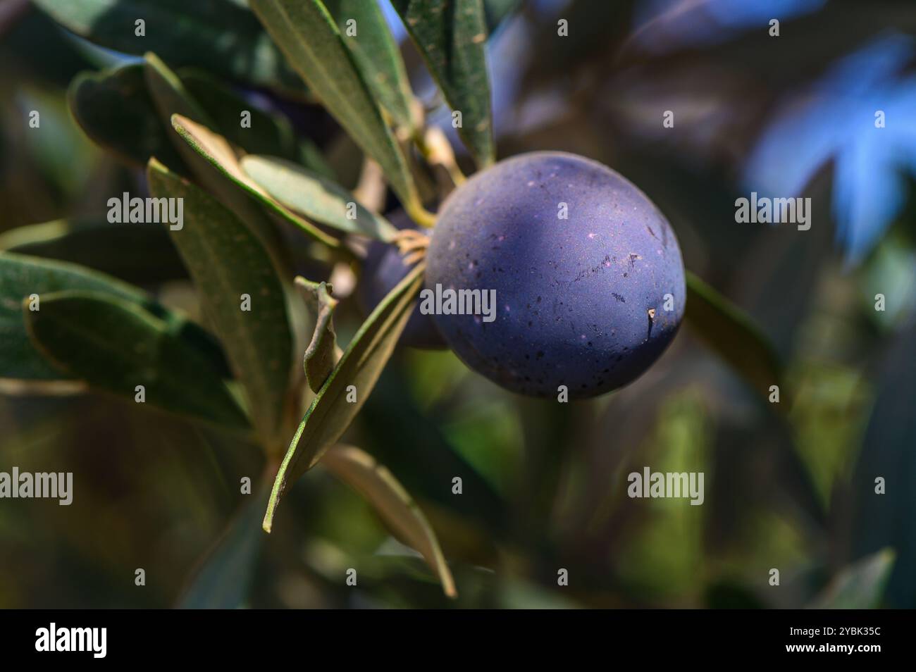 Üppige, dunkle Oliven hängen anmutig von üppig grünen Blättern und klingen im warmen Nachmittagslicht unter einem strahlend blauen Himmel. Stockfoto