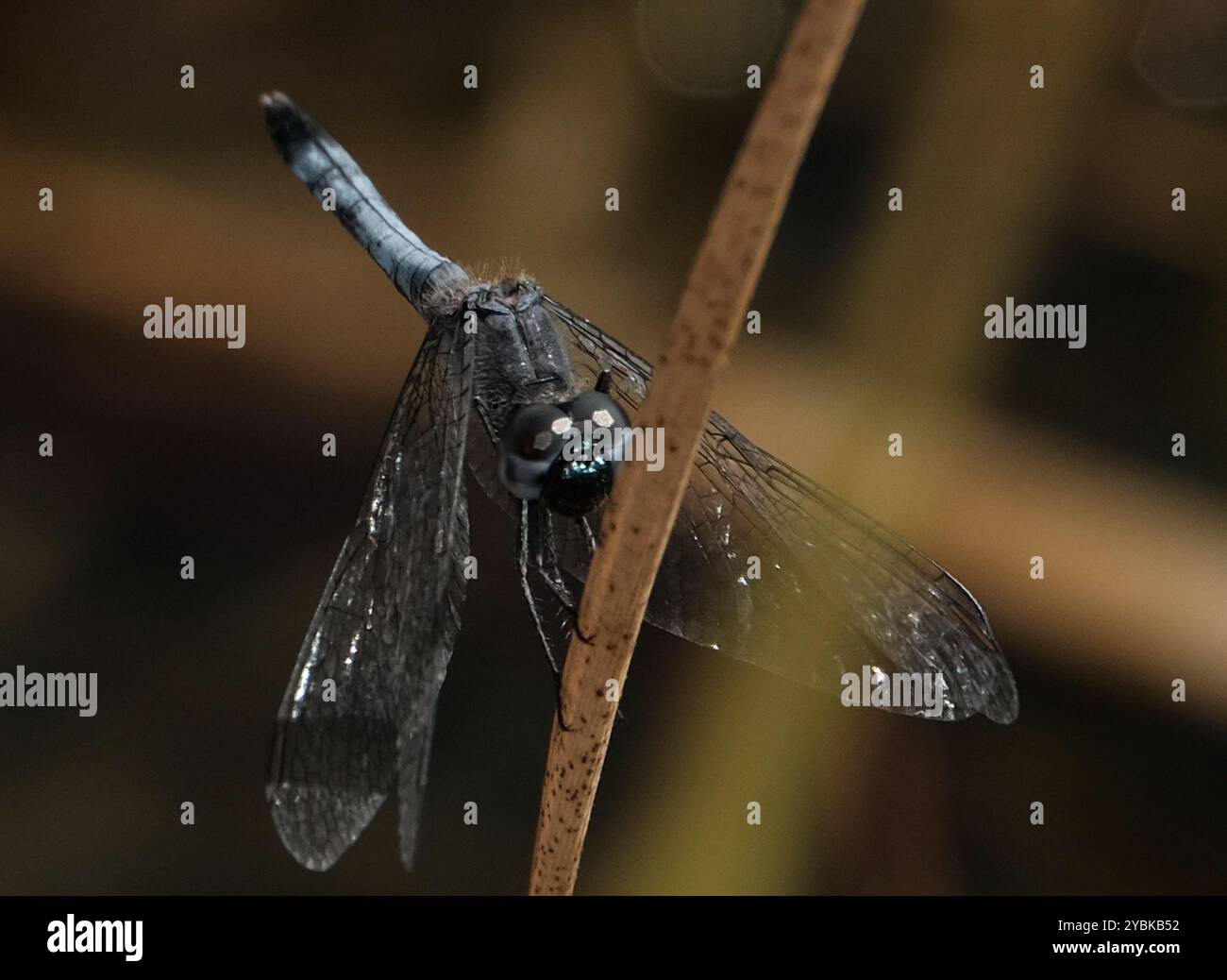 Little Blue Dragonlet (Erythrodiplax minuscula) Insecta Stockfoto