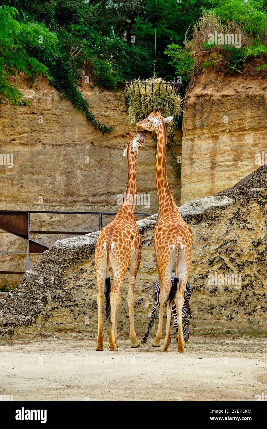 Frankreich, Maine-et-Loire (49), Doué-la-Fontaine, biopark Zoo, Giraffe Stockfoto