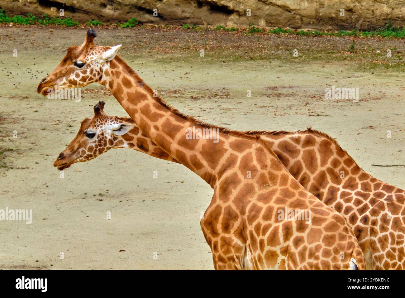 Frankreich, Maine-et-Loire (49), Doué-la-Fontaine, biopark Zoo, Giraffe Stockfoto