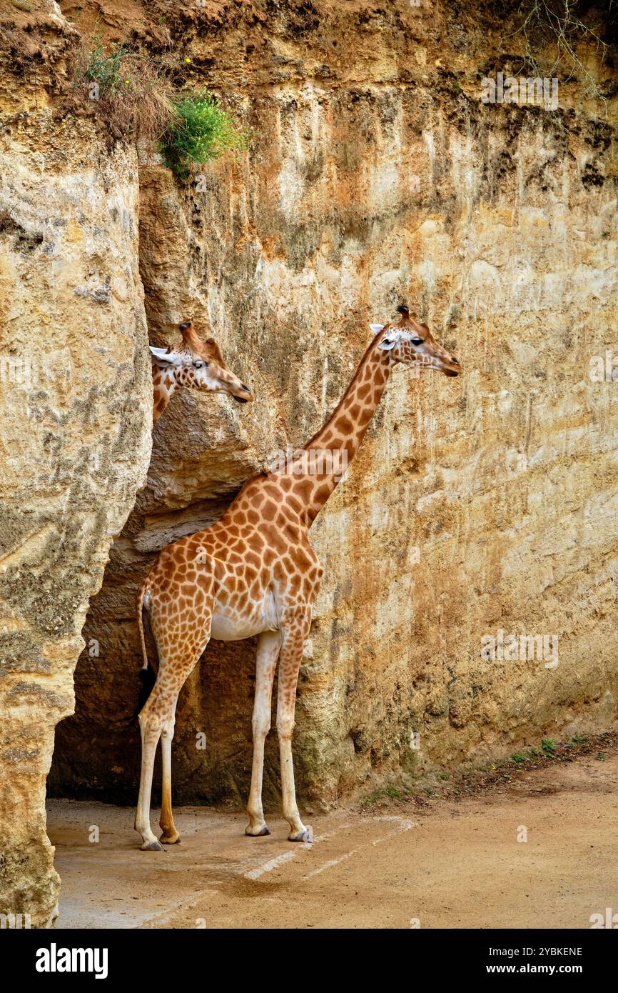 Frankreich, Maine-et-Loire (49), Doué-la-Fontaine, biopark Zoo, Giraffe Stockfoto