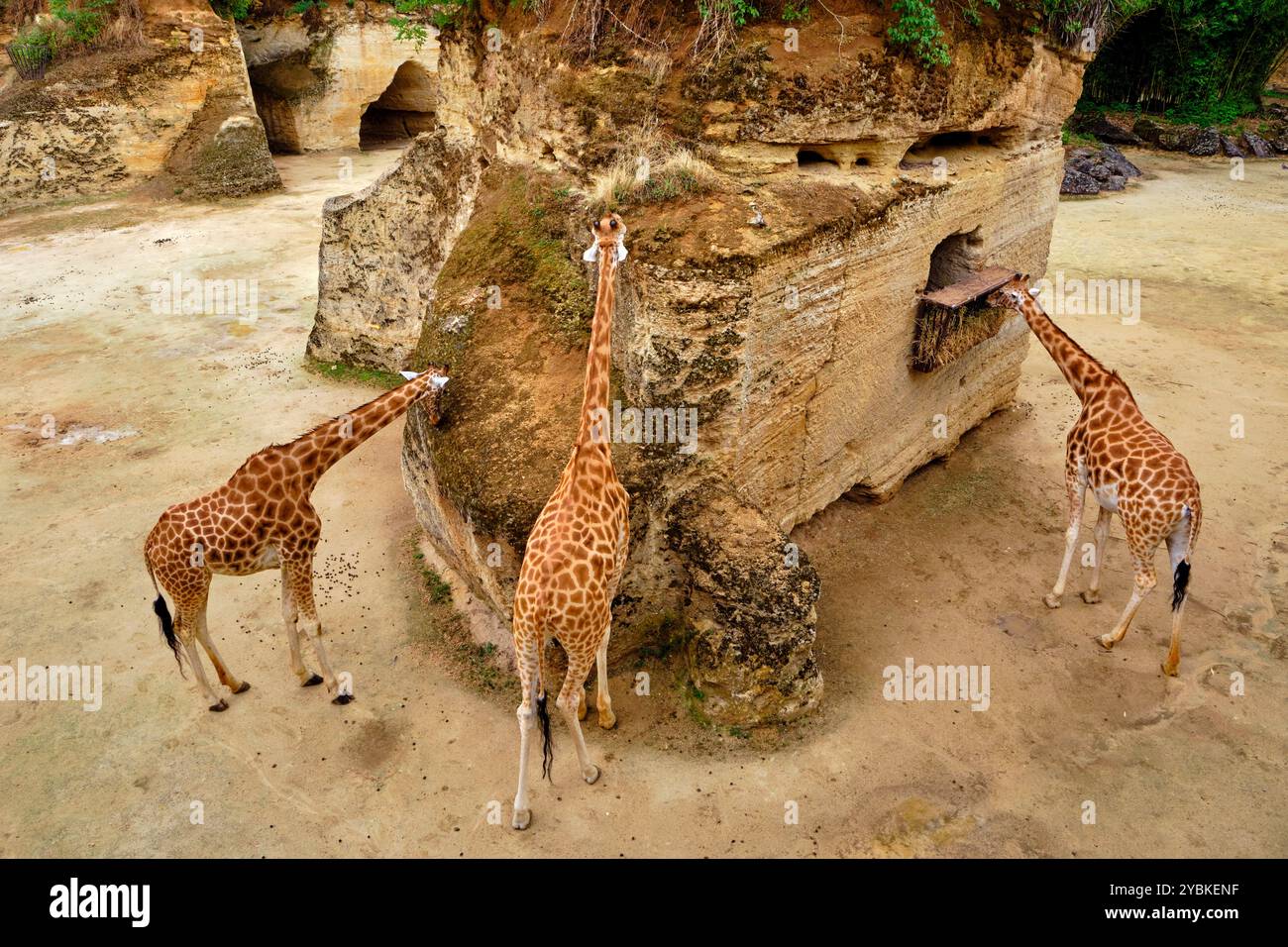 Frankreich, Maine-et-Loire (49), Doué-la-Fontaine, biopark Zoo, Giraffe Stockfoto