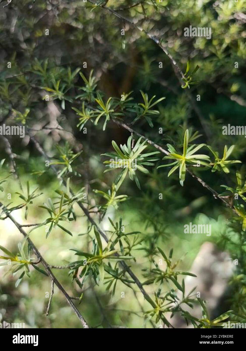 Kānuka (Kunzea ericoides) Plantae Stockfoto