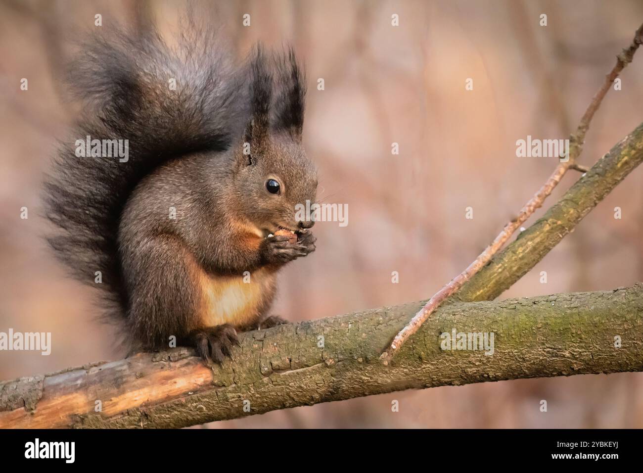 Ein dunkles rotes Eichhörnchen (Sciurus vulgaris) isst im warmen Herbst- oder Winterlicht einen Walnuss auf einem Baumzweig. Tiere im Winter füttern Stockfoto