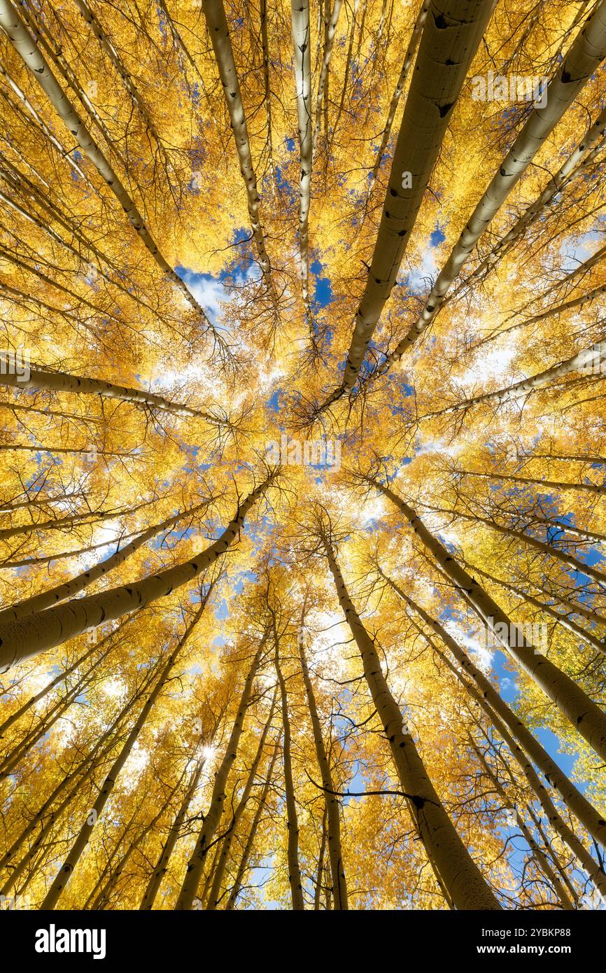 Aspenbäume mit Herbstlaub Stockfoto