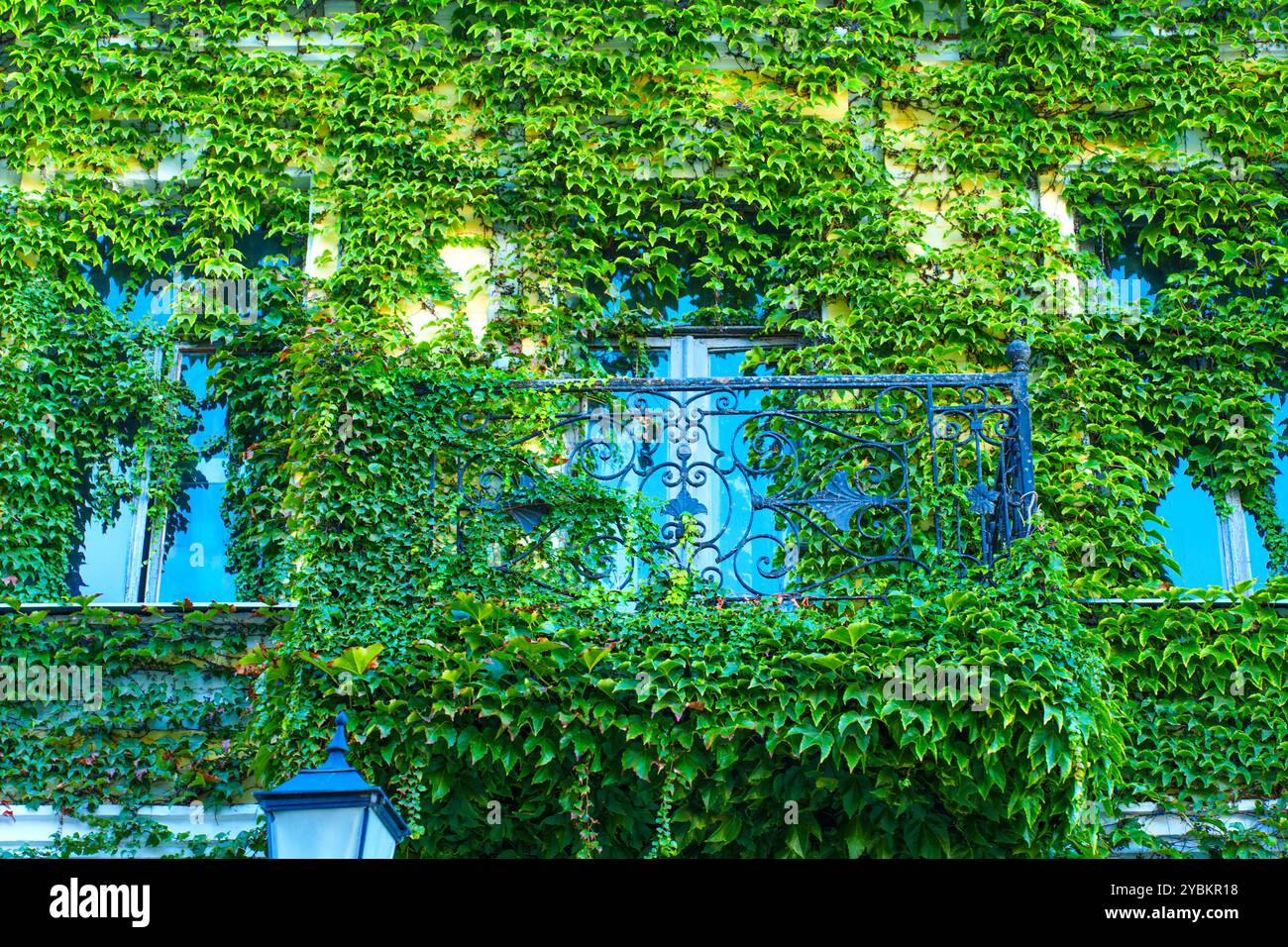 Wunderschöner Balkon mit üppigem grünem Efeu vor leuchtend blauer Wand. Exotisches Laub sorgt für atemberaubende visuelle Kontraste und unterstreicht den architektonischen Charme. Stockfoto