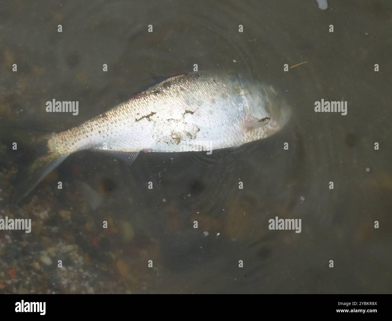 Atlantische Menhaden (Brevoortia tyrannus) Actinopterygii Stockfoto