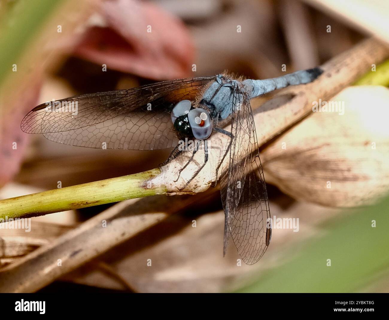 Little Blue Dragonlet (Erythrodiplax minuscula) Insecta Stockfoto