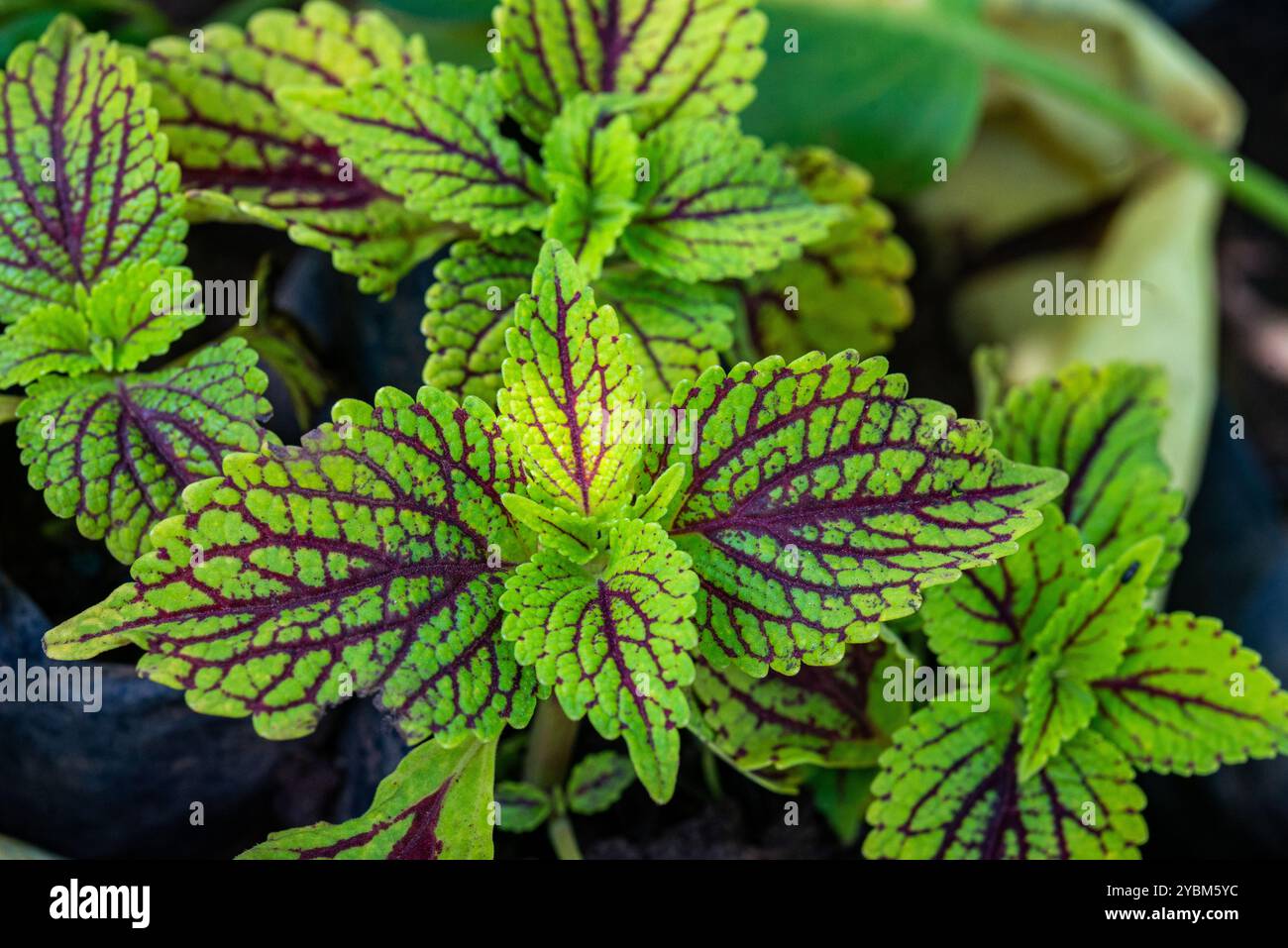 Coleus (Coleus scutellarioide) - Uganda Stockfoto