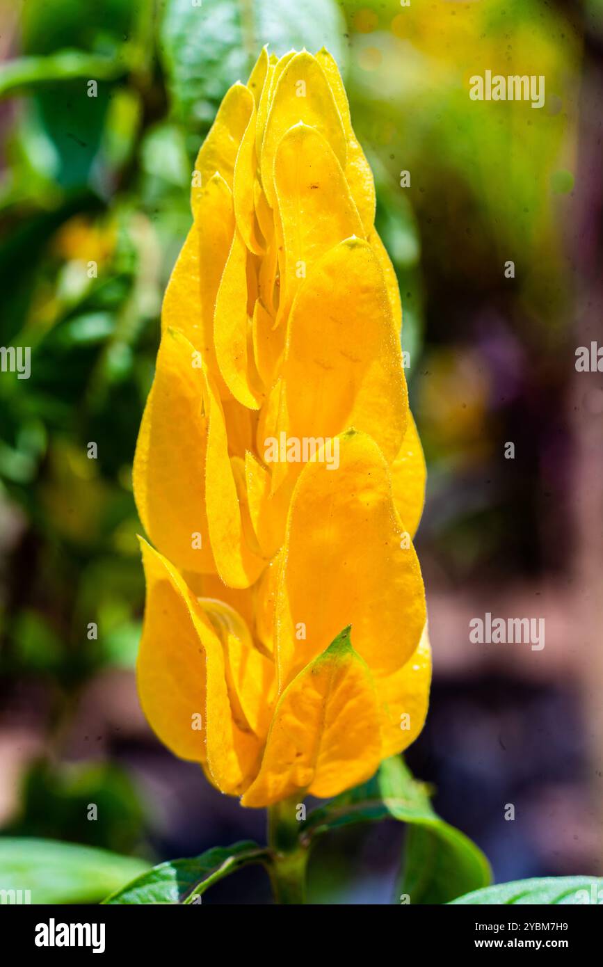 Kerzenblume / goldene Garnelenpflanze ( - Uganda Stockfoto