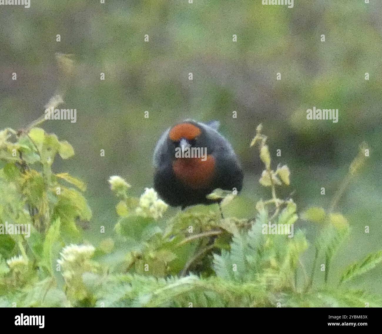 Kastanienbarsch (Chrysomus ruficapillus) Aves Stockfoto