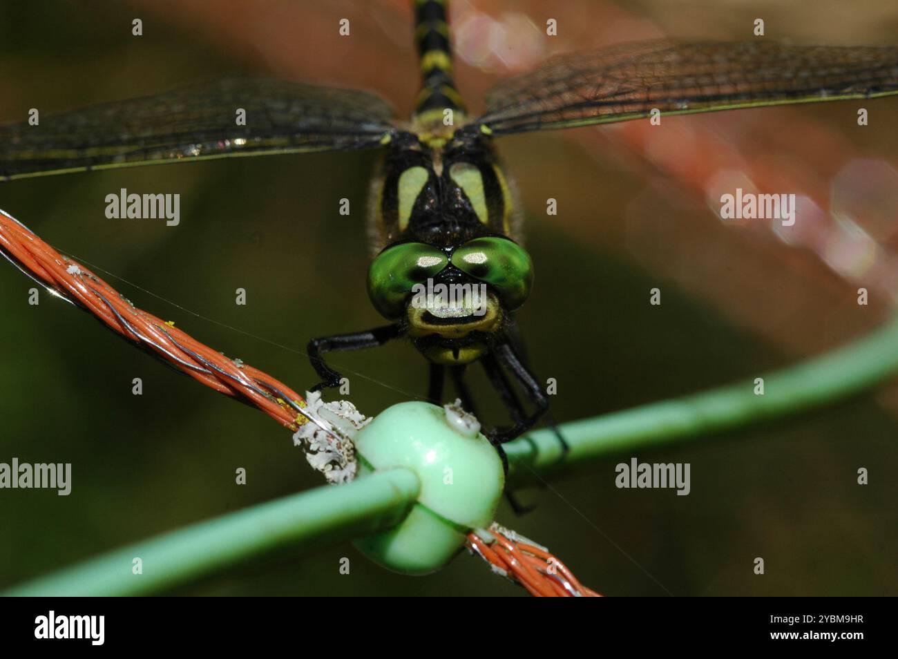 Dunkler Goldenring (Cordulegaster bidentata) Insecta Stockfoto