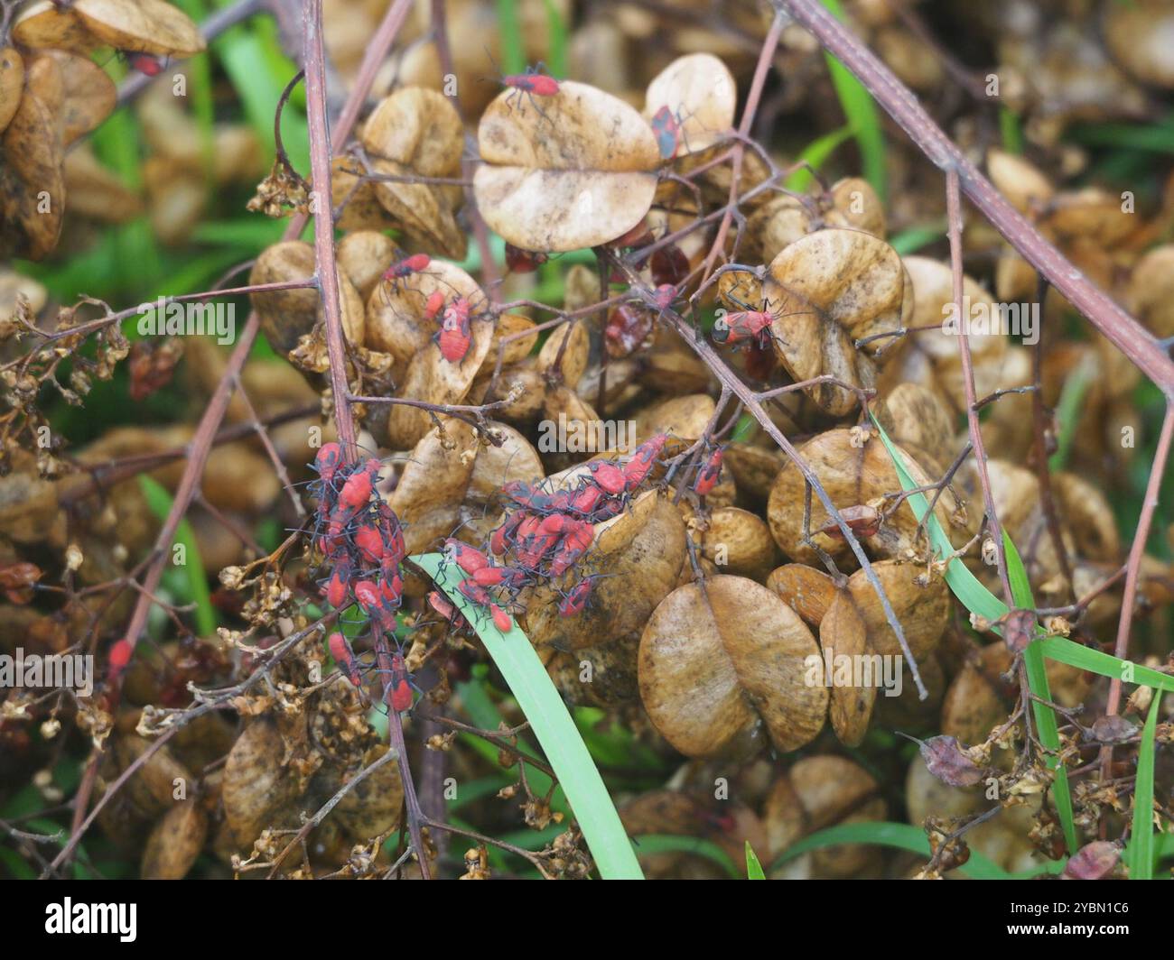 (Leptocoris vicinus) Insecta Stockfoto