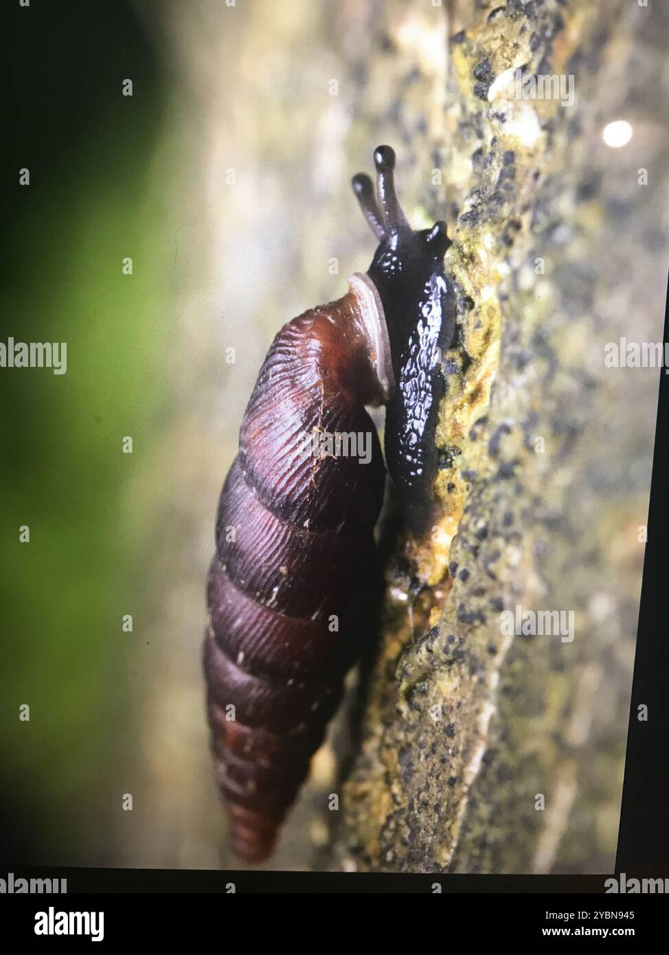 Gemeine Türschnecke (Clausilia bidentata) Mollusca Stockfoto