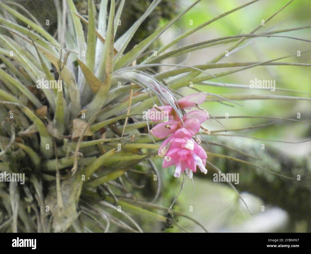 Upright airplant (Tillandsia stricta) Plantae Stockfoto