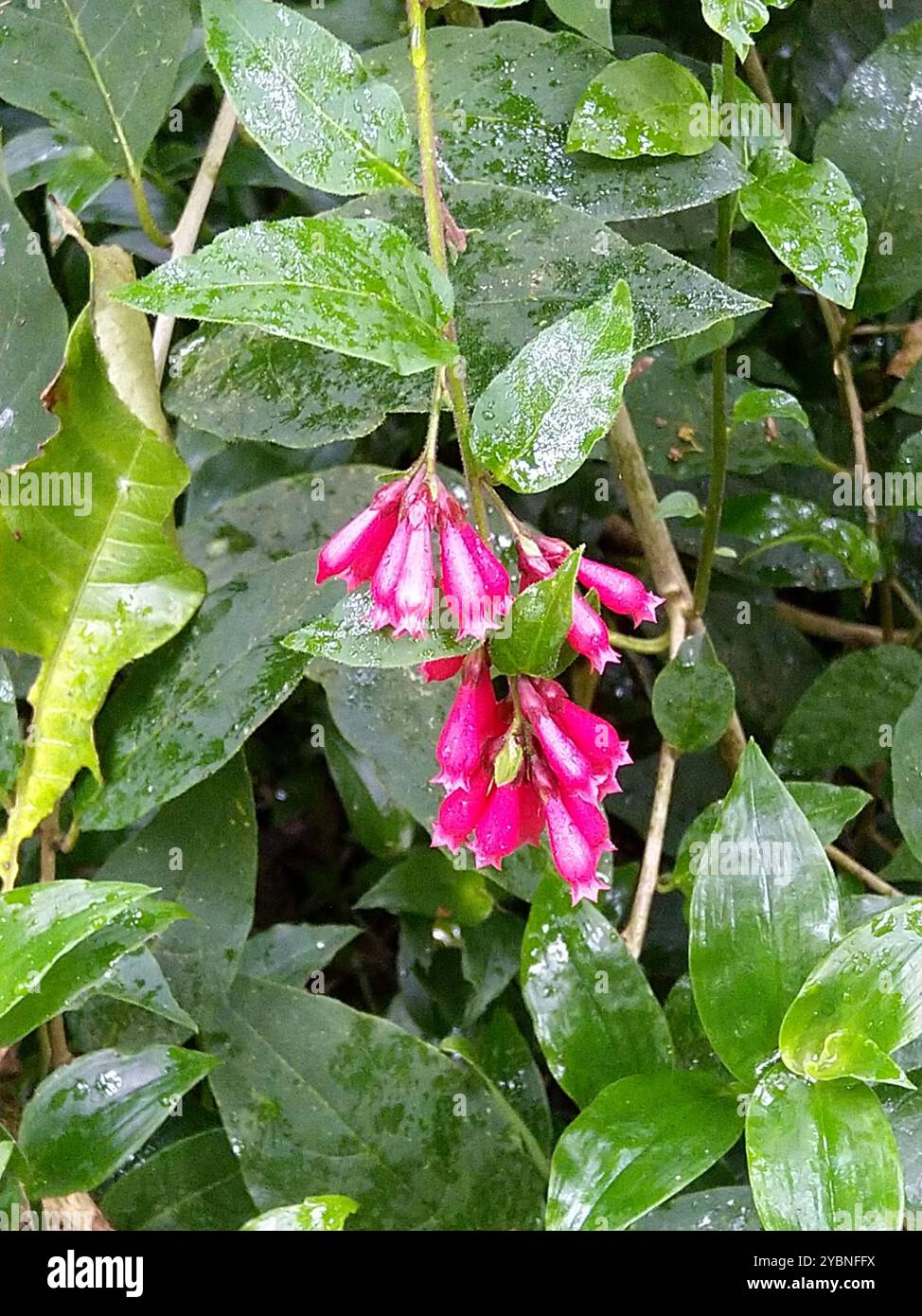 Purple Cestrum (Cestrum elegans) Plantae Stockfoto