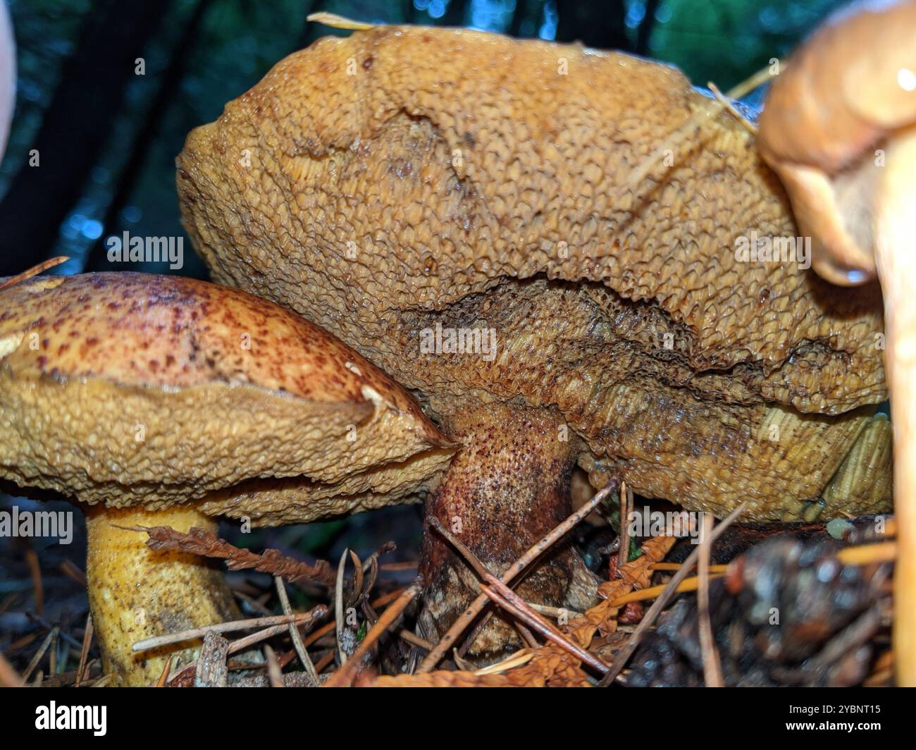 Blaufärbende, rutschige Jack-(Suillus tomentosus-)Pilze Stockfoto