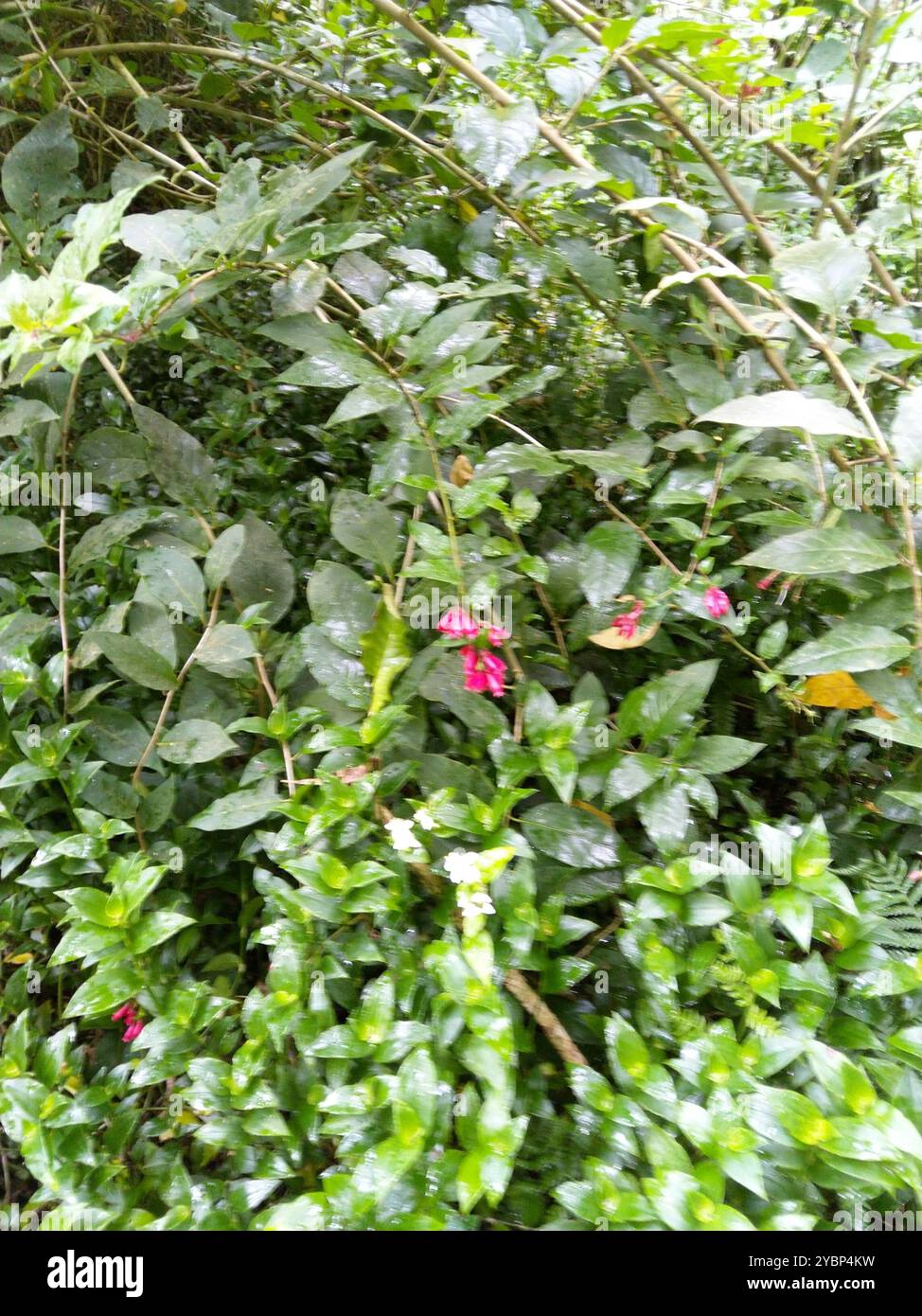 Purple Cestrum (Cestrum elegans) Plantae Stockfoto