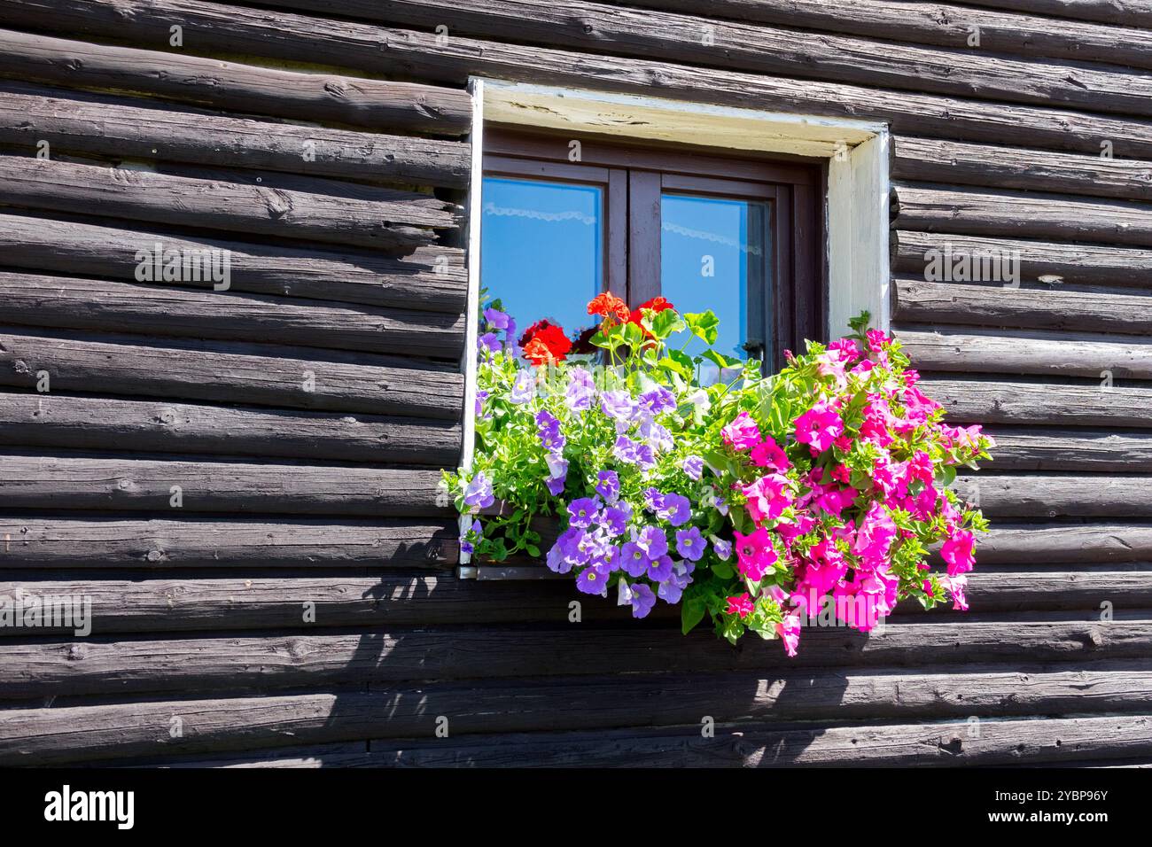 Petunien in Töpfen vor dem Fenster Stockfoto