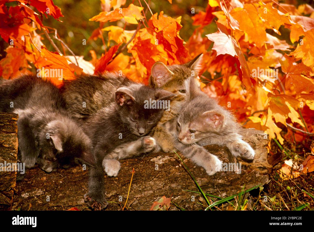 Katzenhaufen auf Baumstämmen zwischen Herbstahornblättern, USA Stockfoto