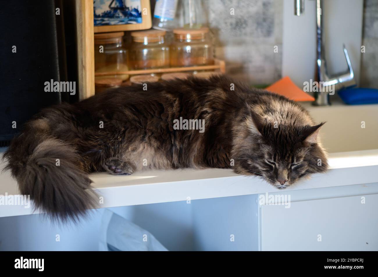 Eine flauschige Katze liegt bequem auf der Arbeitsplatte und saugt Sonnenlicht in einer charmanten Küchenumgebung auf, umgeben von Holzelementen und Glasgläsern. Stockfoto