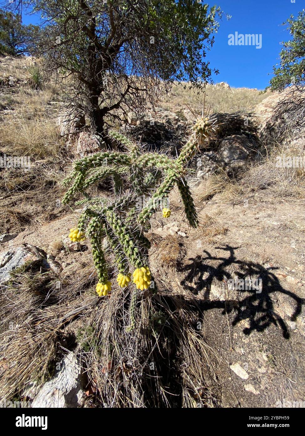 Walkingstockkaktus (Cylindropuntia imbricata spinosior) Plantae Stockfoto